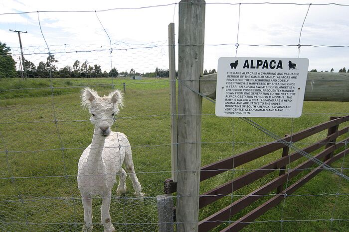 Alpaca farm on the Caterbury Plains. Alapaca are quite popular for fleece, but I like them because they hate dogs.