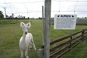 Alpaca farm on the Caterbury Plains. Alapaca are quite popular for fleece, but I like them because they hate dogs.