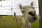 I poked the camera through the wire to get a better shot, and this alpaca came galloping over to have a look at me. this is the "push shutter button while jumping backwards" shot...
