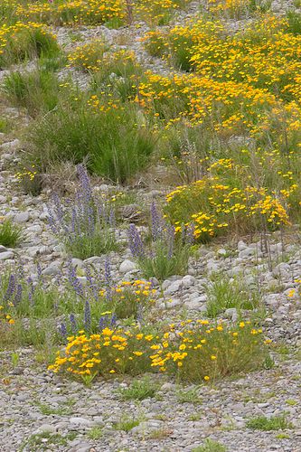 Wildflowers from a bridge. The purple flowers are introduced liliac that is spreading along the roadside and causing problems. Unfortunately the "it's pretty" lobby are vociferous in its defence or it would have been declared a noxious weed long ago. See also: possums, trout, gorse etc.