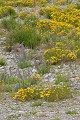 Wildflowers from a bridge. The purple flowers are introduced liliac that is spreading along the roadside and causing problems. Unfortunately the "it's pretty" lobby are vociferous in its defence or it would have been declared a noxious weed long ago. See also: possums, trout, gorse etc.