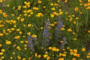 Wildflowers from a bridge. The purple flowers are introduced liliac that is spreading along the roadside and causing problems. Unfortunately the "it's pretty" lobby are vociferous in its defence or it would have been declared a noxious weed long ago. See also: possums, trout, gorse etc.