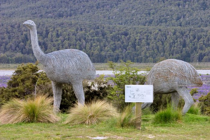 The moas. The pub owner claims to have seen a live moa here recently.