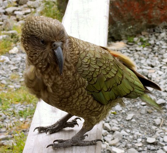 Kea - alpine parrot. very smart birds, very inquisitive. If people feed them they learn to associate people's gear with food.