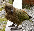 Kea - alpine parrot. very smart birds, very inquisitive. If people feed them they learn to associate people's gear with food.