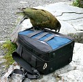 So they get in the habit of checking it out. The thing to remember is that when a smart bird with big sharp claws and a powerful beak wants to look insied your bag, it  can do that.