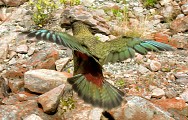 Well, nearly :)  Kea's are somewhat notorious for ripping open packs and tents, and pulling rubber trim off cars. which sounds vaguely annoying, but when you wake up to the sun shining through a new hole in your tent and a feathery head pooking through, "annoying" doesn't seem adequate.