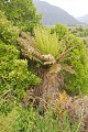 Typical remnant vegetation on the side of the road - some punga (tree ferns), various other natives. Plus introduced grass.