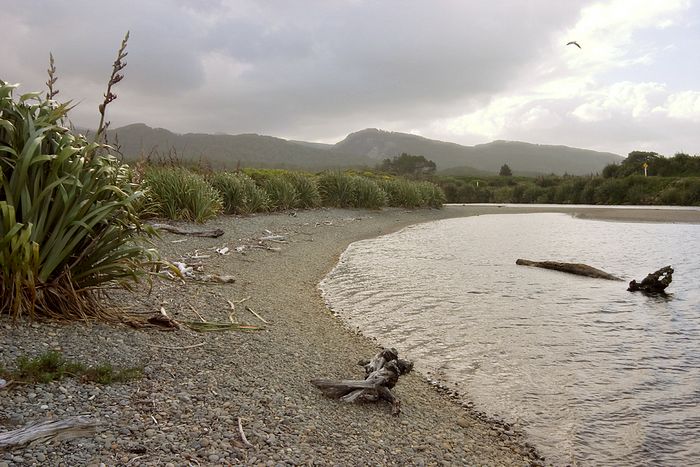 Looking inland along a creek.