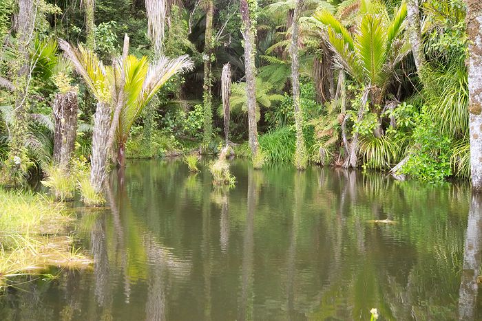 Mmmm.... subtropical rainforest. So pretty...