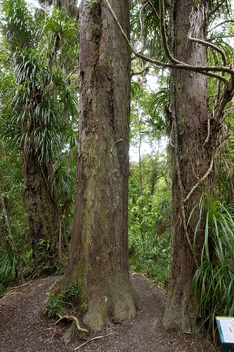 Base of a small rimu tree. Rimu (red pine)\nDacrydium cupressinum\nGrows to 20-60m tall, a forest canopy tree, found from sea level to 600m.