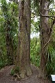 Base of a small rimu tree. Rimu (red pine)\nDacrydium cupressinum\nGrows to 20-60m tall, a forest canopy tree, found from sea level to 600m.