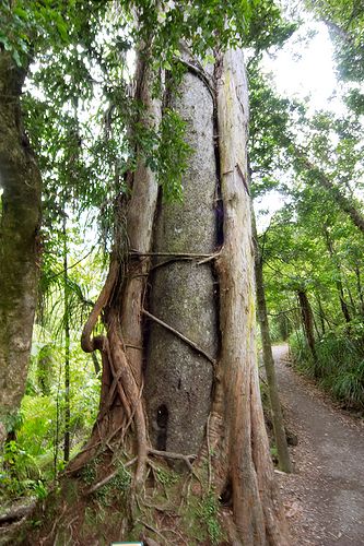 Matai with Rata growing on it. \nNorthern Rata\nmetrosideres robusta. Grows up to 25m tall, starts as an epiphyte and grows downwards eventually killing the host tree.\nMatai (black pine)\nPrumnopitys taxifolia (also called Podocarpus spicata) grows to 25m.