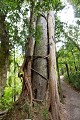 Matai with Rata growing on it. \nNorthern Rata\nmetrosideres robusta. Grows up to 25m tall, starts as an epiphyte and grows downwards eventually killing the host tree.\nMatai (black pine)\nPrumnopitys taxifolia (also called Podocarpus spicata) grows to 25m.