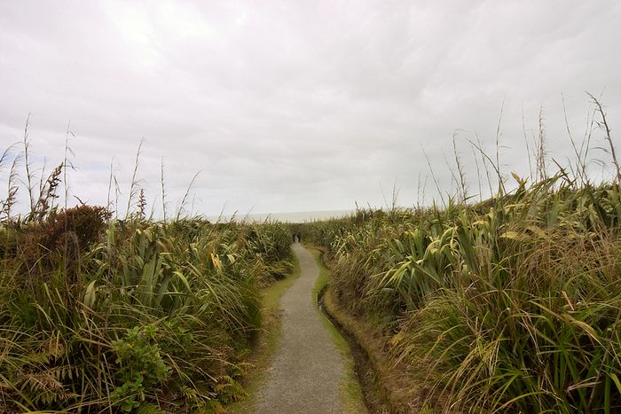 A track through raupo swamp.