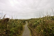 A track through raupo swamp.