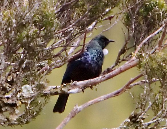 A tui. There were quite a few around and I could hear them a lot. But getting a photo... not easy. More info Dept of Conservation Tui pages