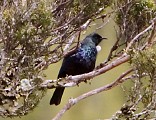 A tui. There were quite a few around and I could hear them a lot. But getting a photo... not easy. More info Dept of Conservation Tui pages