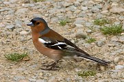 A virtually tame bird. This one let me walk right up to it and take photos - the limit was how close I could focus the long lens (1.4m!)