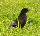 A not-quite-so-tame bird.