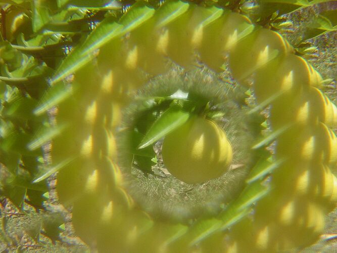 Jan has a silly wee plastic thing with an odd lens inside it. Not actually a kaleidoscope. But photos using the compact digital camera look cool. The small front element means the compact only shows the view thru the lens, where the DSLR shows half the device.