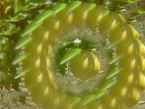 Jan has a silly wee plastic thing with an odd lens inside it. Not actually a kaleidoscope. But photos using the compact digital camera look cool. The small front element means the compact only shows the view thru the lens, where the DSLR shows half the device.