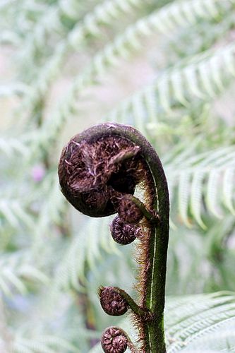 Koru, fern fronds before they unfurl. Very NZ.