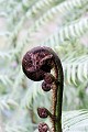 Koru, fern fronds before they unfurl. Very NZ.