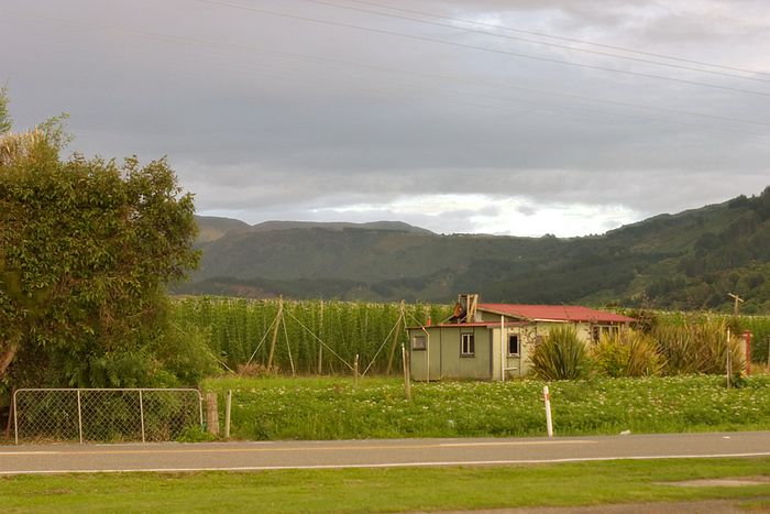 Hop growing in Riwaka, Motueka