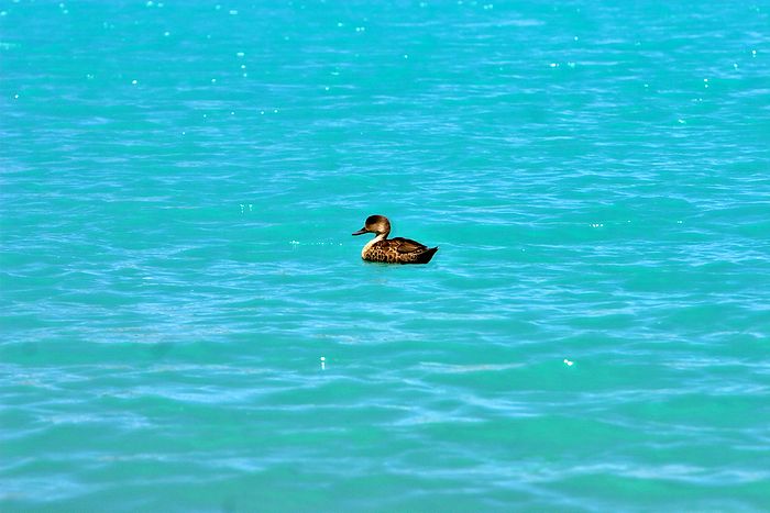 A duck. The water really is that colour.