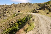 Real Otago - bare, rocky and dry. I know there's lots of bits that aren't like this, but to me this country makes me think I'm really in Otago.