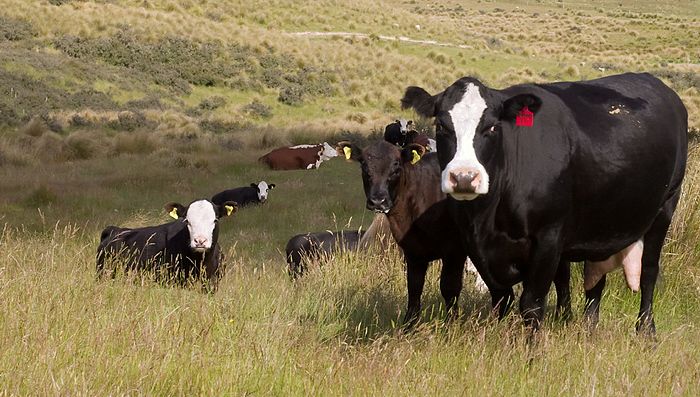 That vicious expression is cow for "I wonder what that is".