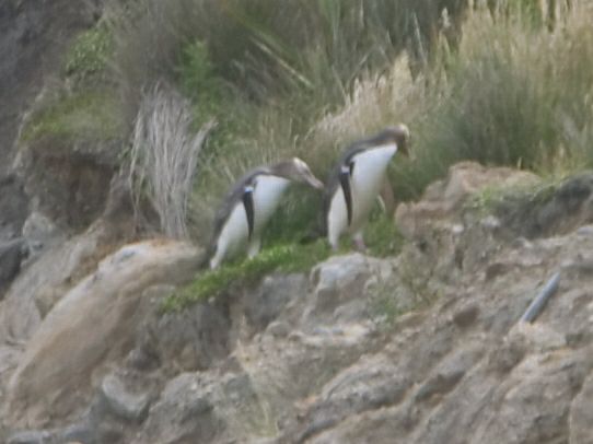 Tarakara! Penguins!