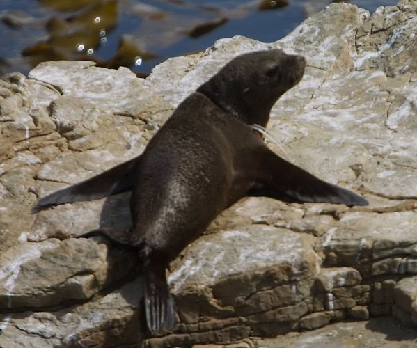 Note the plastic strapping around its neck - it's unlikely the seal can get that off so it will either weather and fall off or slowly strangle the seal. Who thinks littreing shouldn't be punishable?