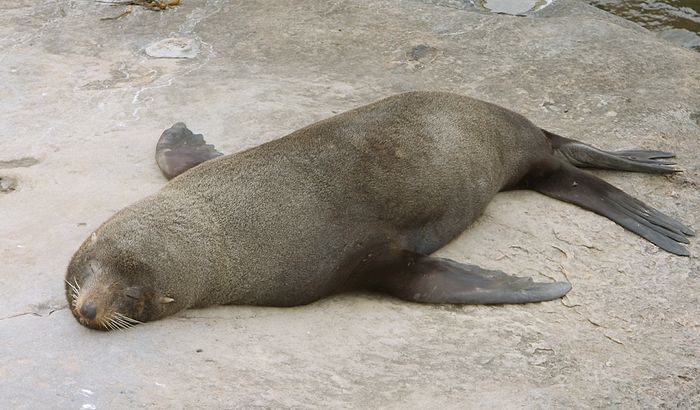 Lazy!