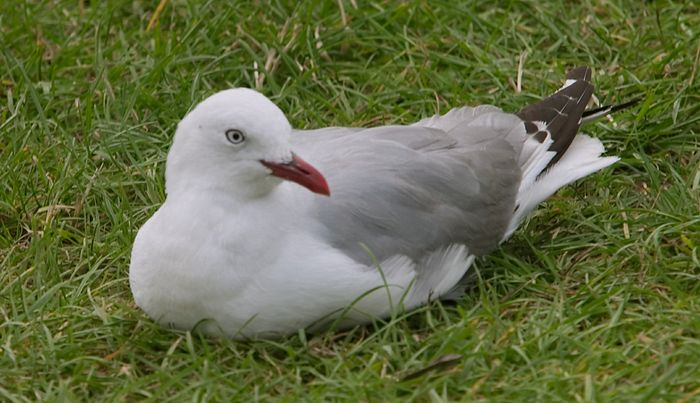 These birds seem smart enough to know they're a protected species.